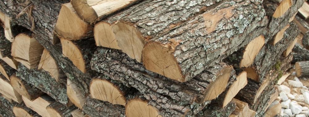 Stack of freshly cut trees .jpg